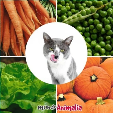 Verduras que tu gato puede comer