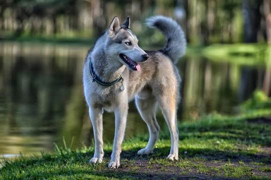 What breeds and types of dogs are most likely to roam or wander off?