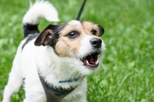 Six different approaches to try with a dog that barks excessively