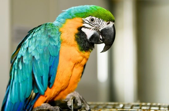 What is Pacheco's Disease and How Does it Affect Pet Birds?
