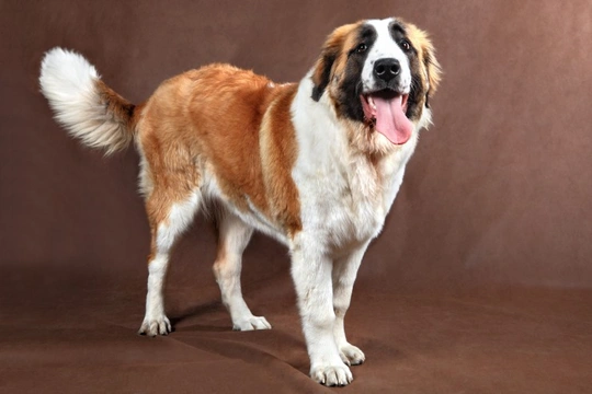 Larger Dog Breeds and Digestive Issues