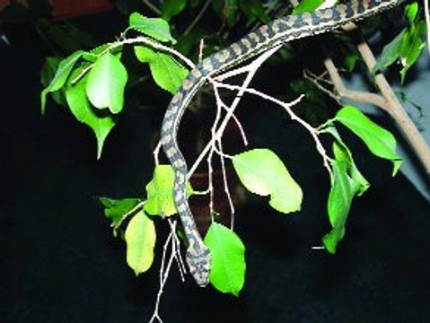 Chov krajty Morelia spilota variegata