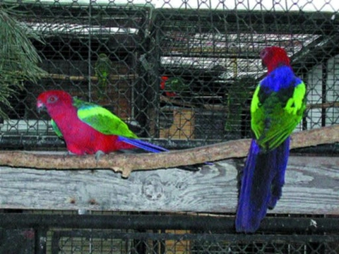 Odchov papouška karmínového