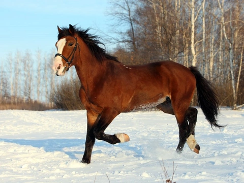 Riding horses in the winter months