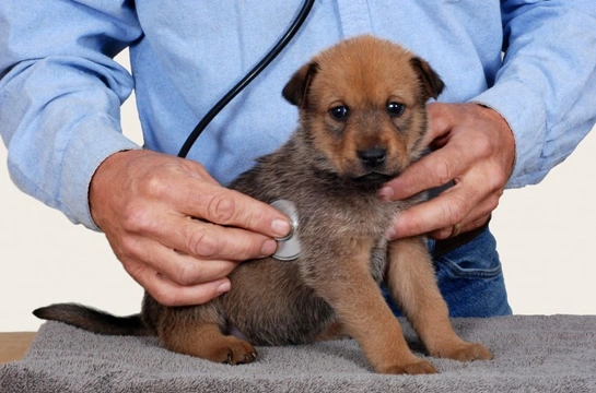 5 things your vet can’t tell you about your dog