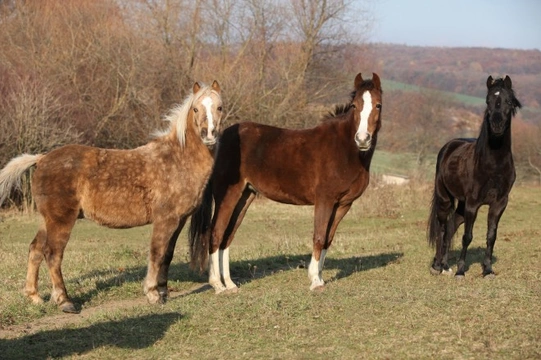 Understanding the Pecking Order of Horses