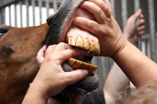 The Equine Dentist - Why do I need a dentist for my horse?