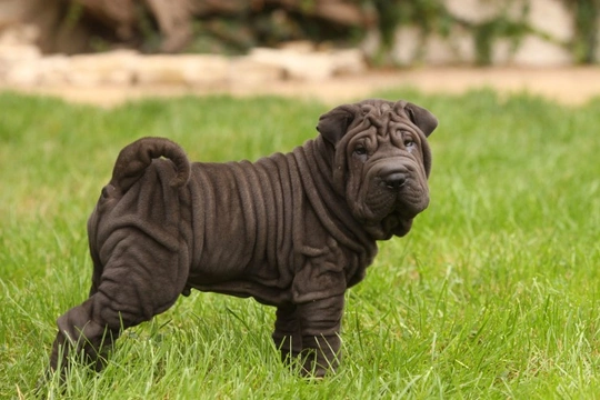 Five interesting facts about dog breeds with loose skin