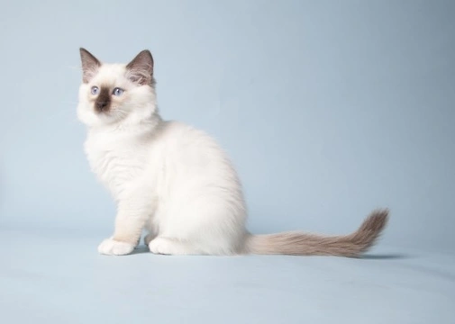 What's the Difference Between a Ragdoll and Ragamuffin?