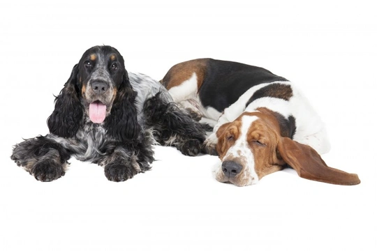 Springer store basset mix