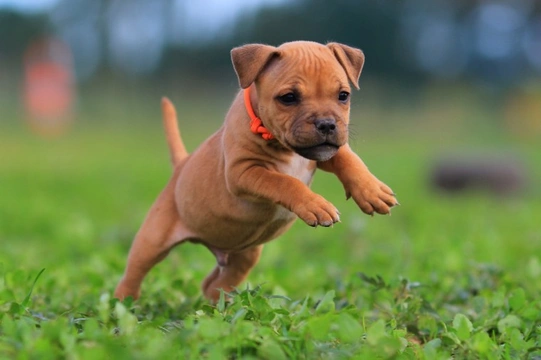 Staffordshire bull terrier store good with kids