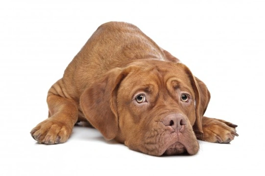 5 Ways You Could Be Stressing Out Your Dog