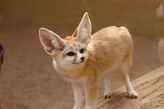 Desert store fox pet