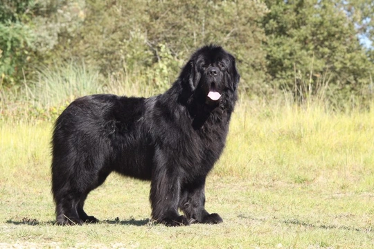 Big fluffy black dog clearance breeds