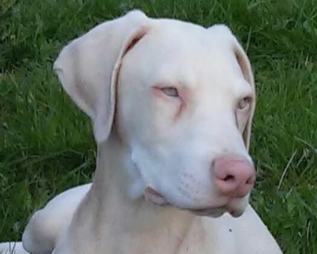 Dobermann albino: foto, info e dove poterlo trovarlo in Italia?