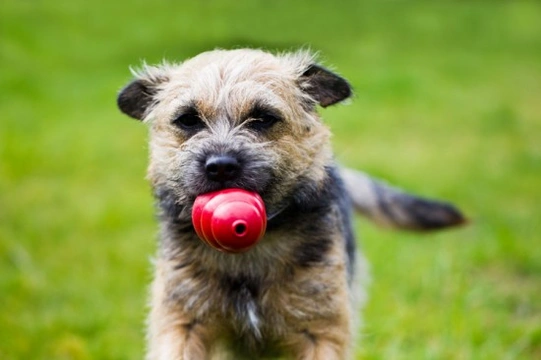 Dog eats outlet plastic toy