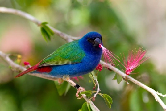 The Parrotfinch Family