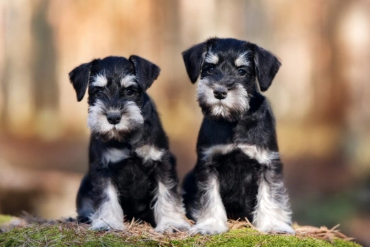 Schnauzer 2024 different sizes