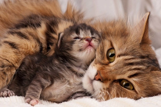 How old should kittens be before they leave their mother?