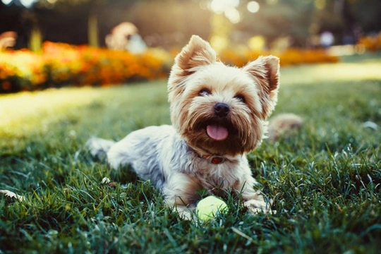10 things to do with your dog during National Pet Month