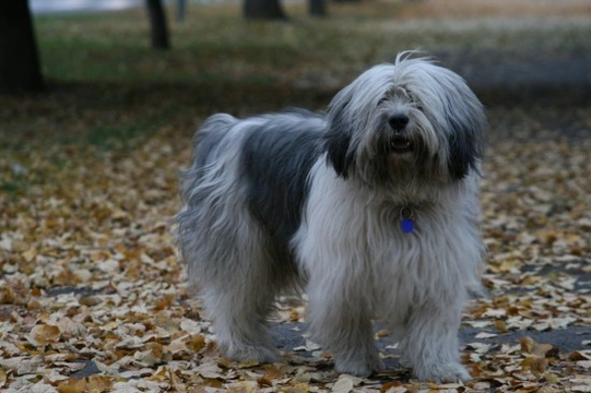 Owczarek Nizinny – The Friendly Polish Lowland Sheepdog