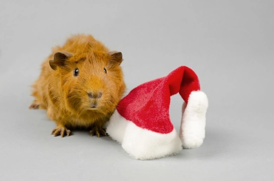 Keeping pet rodents safe and happy at Christmas