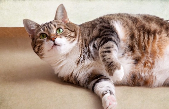 Five feeding faults that lead to fat felines