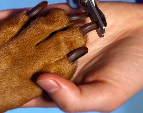Cómo cortar las uñas de tu perro