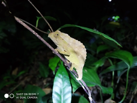 Rieppeleon brevicaudatus – pygmy chameleon z Tanzánie