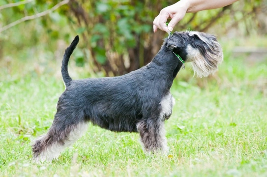 Grooming styles for the Schnauzer