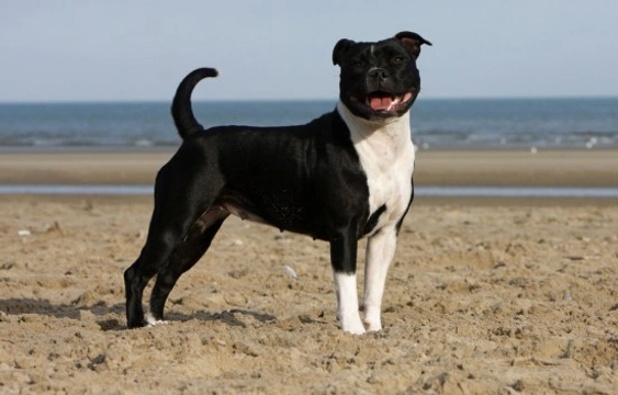 Why are dog rehoming centres full of Staffordshire Bull Terriers?