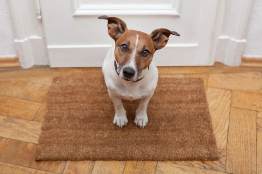 What to do if you have visitors who are afraid of dogs