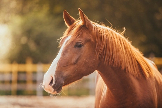 How to manage worming your horse