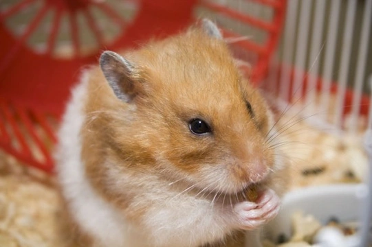 Caring for your pet hamster