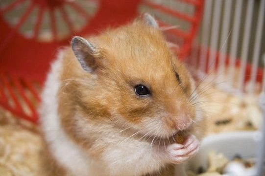 Fancy bear outlet hamster cage