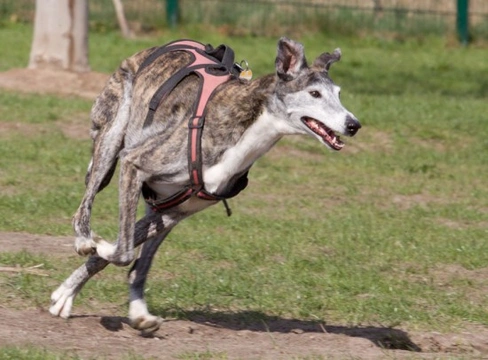 Retired Racing Greyhounds as Pets