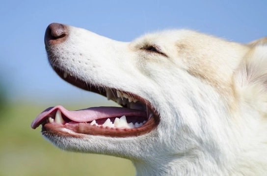 Preventing secondary issues that can be caused by dental disease in the dog