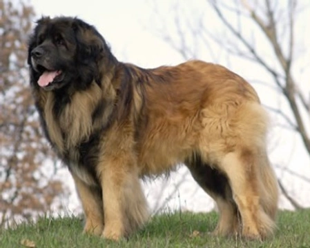 Il Leonberger, il gigante buono - Origini, morfologia e particolarità