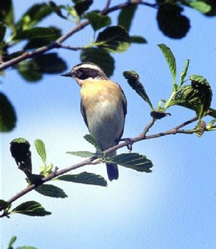 Bramboříček hnědý – Saxicola rubetra (Linnaeus, 1758)