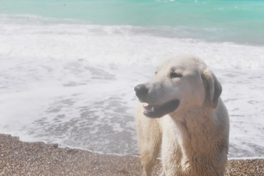 Saltwater poisoning in dogs: A summer beach hazard