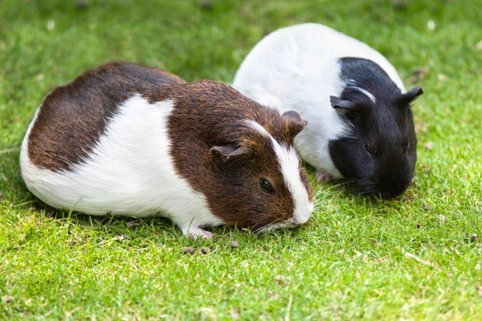 Guinea Pigs and Their Need for Companionship