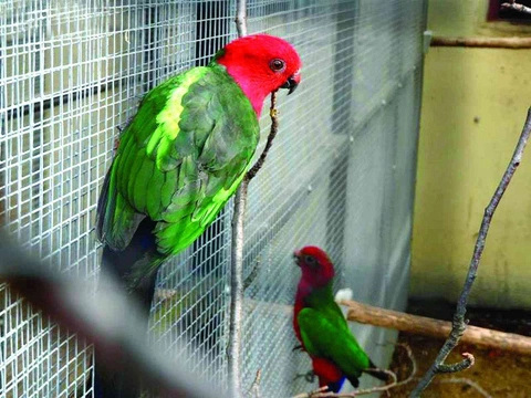 Povaha papoušků karmínových