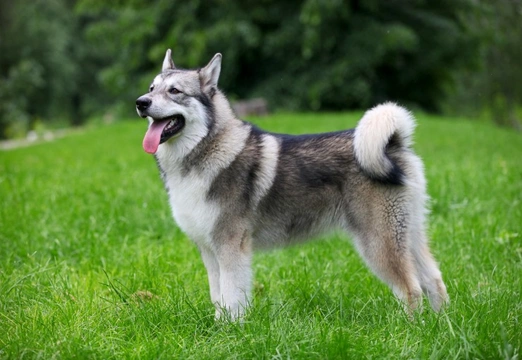 What are the oldest dog breeds still in existence today?