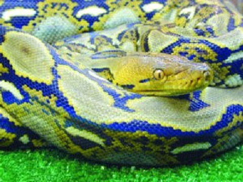 Hybridizace a křížení hadů – ano či ne?