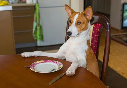 Is met de pot mee eten slecht voor honden?
