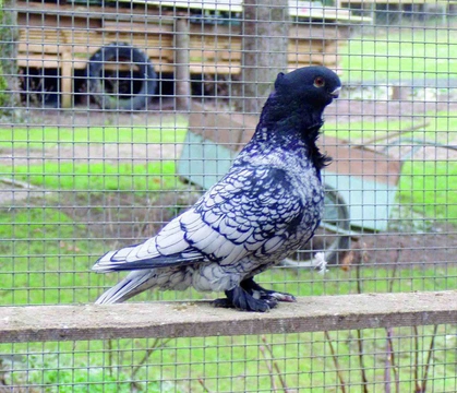 Nejznámější holubi 13 Orientální racek