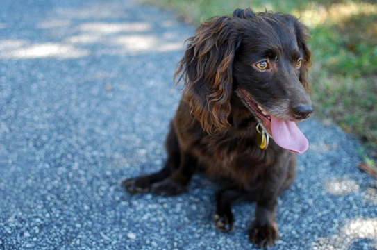 Boykin spaniel best sale spaniel breeds