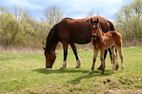 Managing young horses