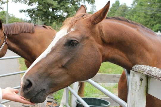 Feeding your horse - it doesn't have to be difficult!