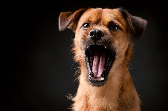 Does Your Dog Sound Different When They Bark?